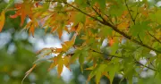 RHS job to keep Japanese Maple leaves golden and bright this month