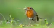 Robins and blackbirds to return to gardens if one simple item is left outside