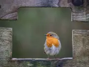 Robins and blackbirds will return if one item left outside