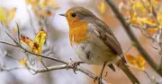 Robins and wrens thrive on grated cheese in autumn gardens