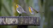 Robins Flock to Gardens When This One Fruit Is Left Outside