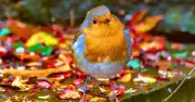 Robins need gardeners to move 1 everyday garden object to stay healthy in autumn