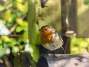 Robins will keep coming back if one fruit is left out for them