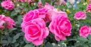 Roses bloom better in September with one simple soil item
