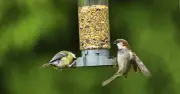 RSPB urges UK households to stop feeding seeds to birds until October