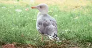 RSPCA warns seagull deterrents must be humane and legal