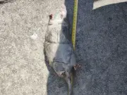 Salford street plagued by 'staggering' 43cm rats as waste site seeks expansion
