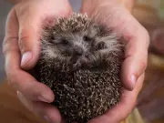 Save hedgehogs with one garden change as species faces extinction
