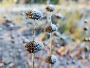 Save plants from first frost in October with one item to 'trap' warm air