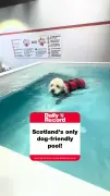 Scotland's only dog pool: A paw-some day out for water-loving pups
