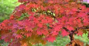 September feeding key to keeping Japanese maples thriving until spring