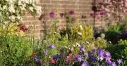 September Garden Jobs: Flowers to Plant and One to Avoid