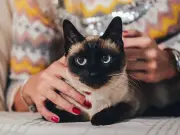 Seven cat breeds most prone to separation anxiety — signs to look out for