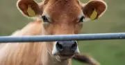 Shamonda virus detected in Jersey cattle sparks UK warning