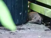 Simple step to keep hedgehogs from getting trapped in your garden