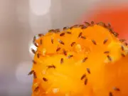 Sprinkle 89p cinnamon around bins to keep fruit flies away