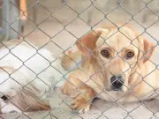SSPCA faces £5.5m deficit as costs soar and donations fall