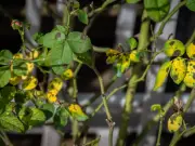 Stop black spot on roses with diluted milk in September