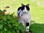 Stop cats pooing in your garden with 1 natural item everyone throws away