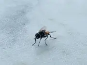 Stop flies swarming around your bins with 1 kitchen ingredient they hate the smell of