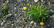 Stop Killing Gravel Weeds With Vinegar and Salt: Boiling Water Works in 30 Seconds