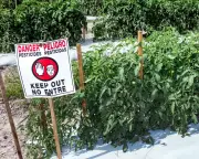 Study finds 485 pesticides linked to breast cancer in US products