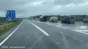Swan causes M8 chaos near Eurocentral as traffic grinds to halt