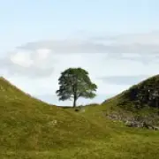 Sycamore Gap stump ringed by shoots three years after felling