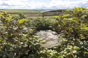 Sycamore Gap stump shows ring of shoots three years on from felling
