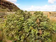 Sycamore Gap tree shows new shoots three years after felling