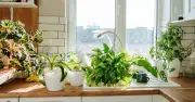 Three low-maintenance houseplants that fight damp and mould in autumn