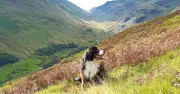 Top 10 UK dog 'blue zones' revealed by Canine Cottages study