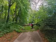 Tree falls at St Fagans museum narrowly missing visitors