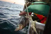 Trump fishing order sparks marine protection concerns