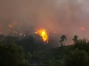 Turkey Wildfire: Evacuations as Blaze Destroys Home in Antalya