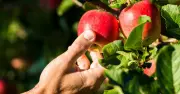 Turn a Sunny Patio into a Fruit Garden This Autumn