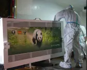 Two giant pandas depart China for Atlanta zoo after Xi-Trump summit