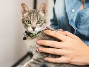UK cat owners urged to buy reflective collars before October 1