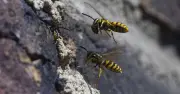 UK wasps warning: September 'more aggressive' behaviour explained