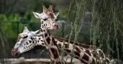 UK's 11 best zoos ranked: London and Edinburgh miss top three