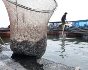UN fish farm expansion could threaten wild fish stocks, report warns