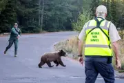 US states grapple with rising bear encounters as conflicts hit record highs