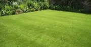 Use kitchen scrap in October for extra green garden lawns