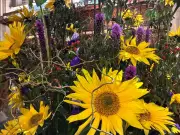 Ushaw Flower Festival 2026: A North East Celebration of Music and Blooms