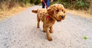 Vet issues urgent warning to dog owners after this weekend's full moon