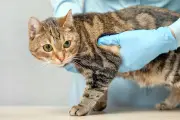 Vet pricing reforms become law in biggest sector shake-up