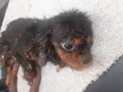 Vet recalls 'haunting noise' of emaciated puppy as owner given 10-year animal ban