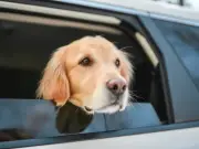 Vets issue '16-week rule' guidance for UK dog owners on car travel