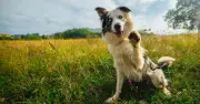 Vet's urgent warning to 15.5million UK dog owners over ear cleaning