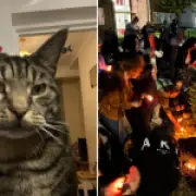 Vigil for cat Max whose tail was posted through letterbox